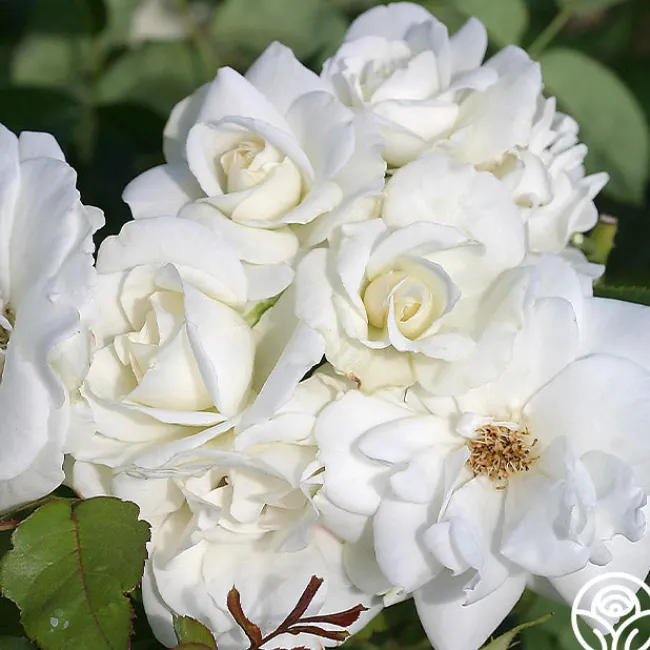 CL Iceberg>Heirloom Roses Best