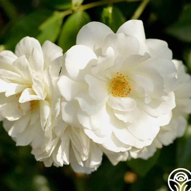 CL Iceberg>Heirloom Roses Best