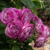 CL Lavender Crush™>Heirloom Roses Hot