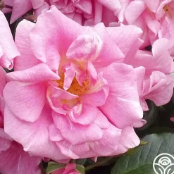 CL Pinkie>Heirloom Roses Sale