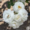 Cloud 10™>Heirloom Roses Sale