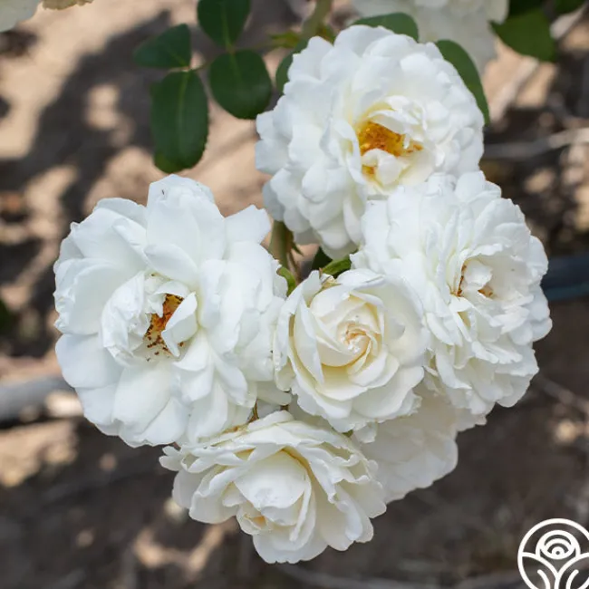 Cloud 10™>Heirloom Roses Sale
