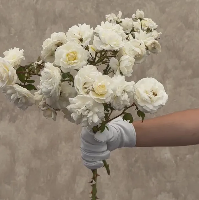 Cloud 10™>Heirloom Roses Sale