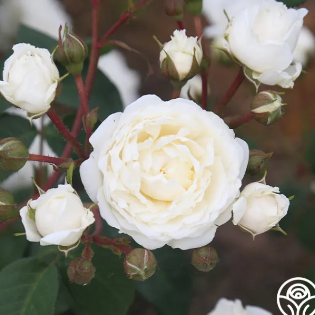 Cloud 10™>Heirloom Roses Sale