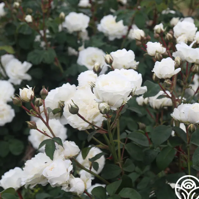 Cloud 10™>Heirloom Roses Sale