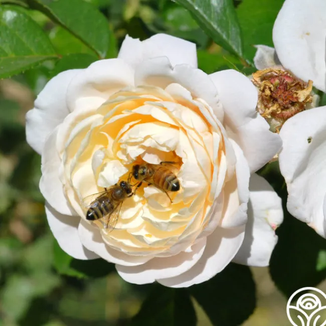 Cloud 10™>Heirloom Roses Sale