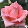 Cloud Nine>Heirloom Roses Hot