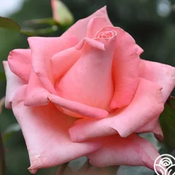 Cloud Nine>Heirloom Roses Hot