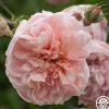 Colette®>Heirloom Roses Online