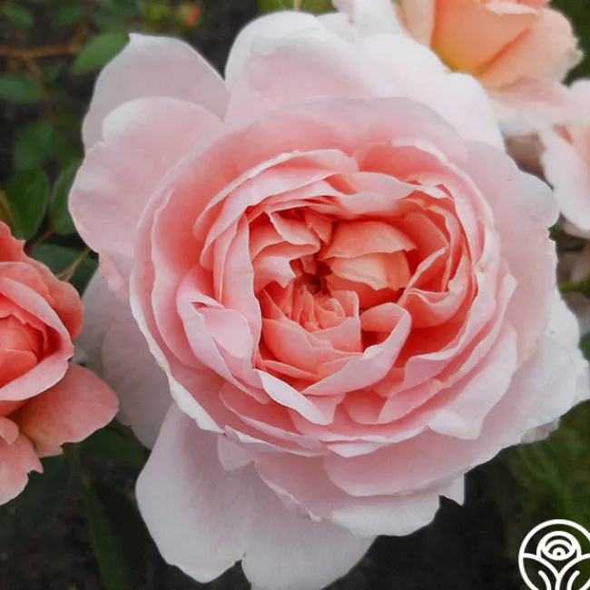 Colette®>Heirloom Roses Online