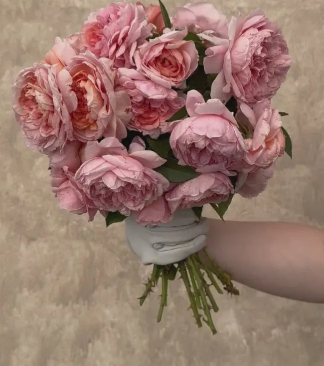 Colette®>Heirloom Roses Online