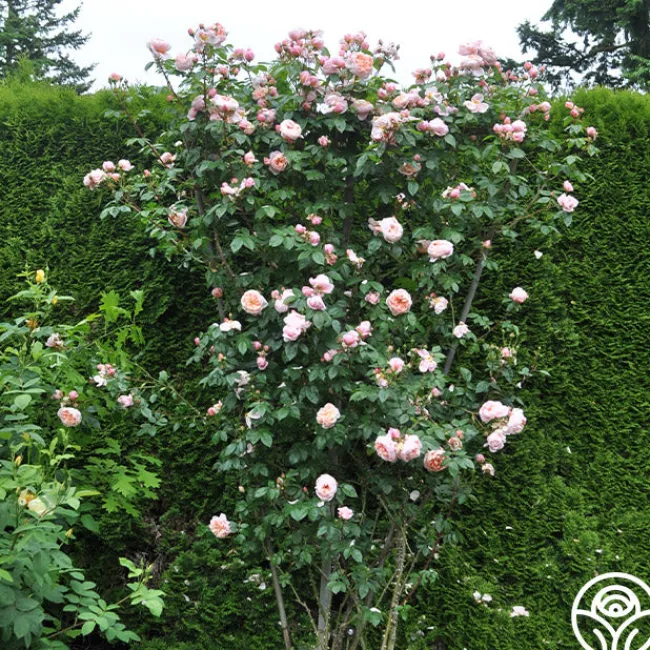 Colette®>Heirloom Roses Online