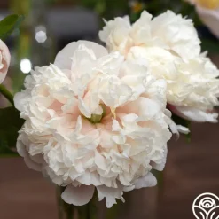 Colonel Owen Cousins>Heirloom Roses Outlet