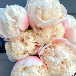 Colonel Owen Cousins>Heirloom Roses Outlet
