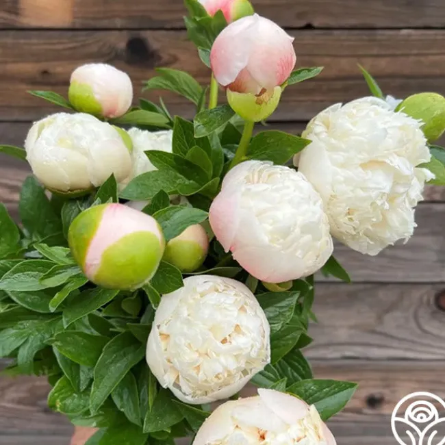 Colonel Owen Cousins>Heirloom Roses Outlet
