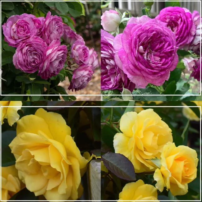 Colorful Climbers>Heirloom Roses Clearance
