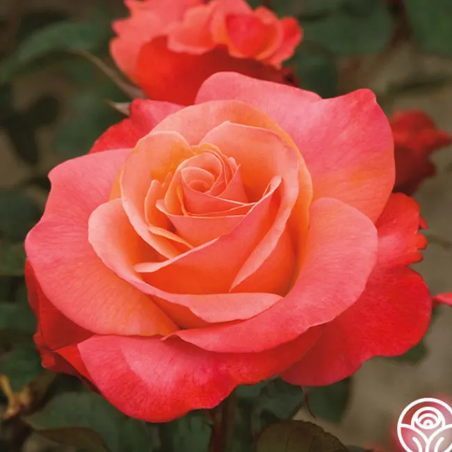 Colorific™>Heirloom Roses Discount