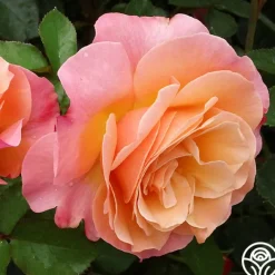 Colorific™>Heirloom Roses Discount