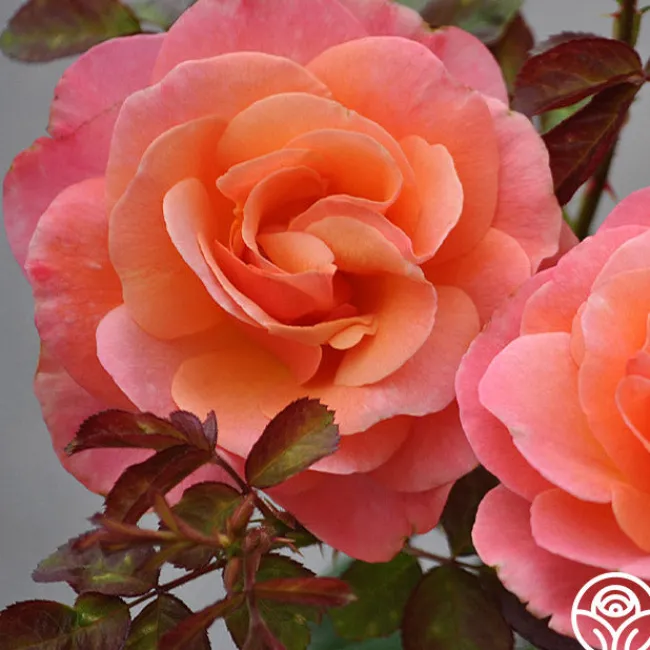 Colorific™>Heirloom Roses Discount