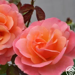 Colorific™><noscript><img width=