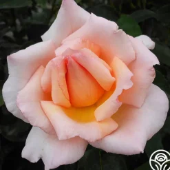 Compassion®><noscript><img width=