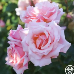Compassion®><noscript><img width=