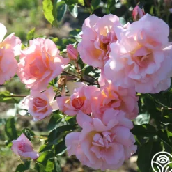 Compassion®><noscript><img width=