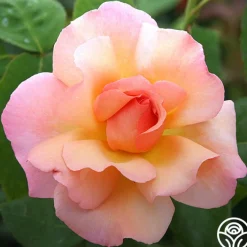 Compassion®><noscript><img width=