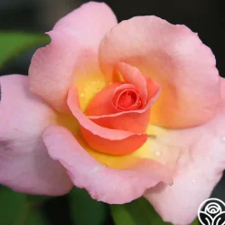 Compassion®><noscript><img width=