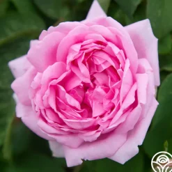 Comte de Chambord>Heirloom Roses Discount