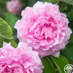 Comte de Chambord><noscript><img width=
