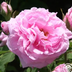 Comte de Chambord><noscript><img width=