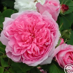 Comte de Chambord><noscript><img width=