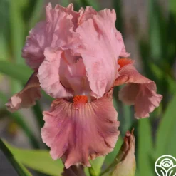 Continuous Bloom Romantic Cottage Bundle><noscript><img width=