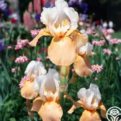 Continuous Bloom Romantic Cottage Bundle><noscript><img width=