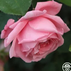 Coral Dawn®>Heirloom Roses Sale