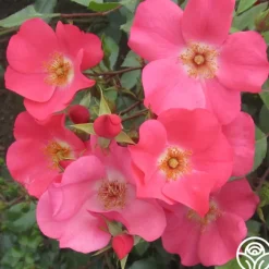Coral Meidiland®>Heirloom Roses Hot