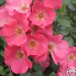 Coral Meidiland®>Heirloom Roses Hot
