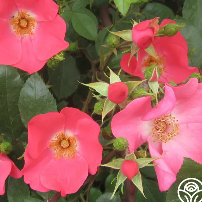 Coral Meidiland®>Heirloom Roses Hot