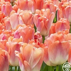 Coral Pride>Heirloom Roses Sale