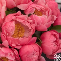 Coral Sunset>Heirloom Roses Clearance