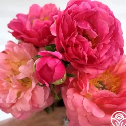 Coral Sunset>Heirloom Roses Clearance