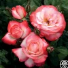 Coretta Scott King>Heirloom Roses Sale