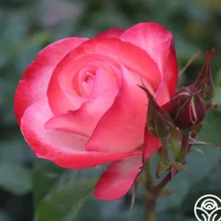 Coretta Scott King><noscript><img width=