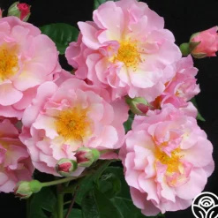 Cornelia>Heirloom Roses New