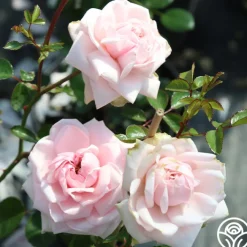 Cottage Garden Collection II>Heirloom Roses Outlet