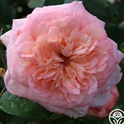 Cottage Garden Collection II><noscript><img width=
