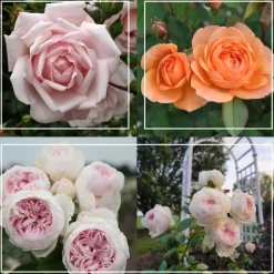 Cottage Garden Collection>Heirloom Roses Best