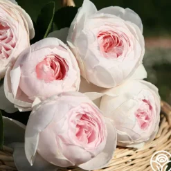 Cottage Garden Collection><noscript><img width=