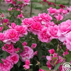 Country Dancer>Heirloom Roses Best